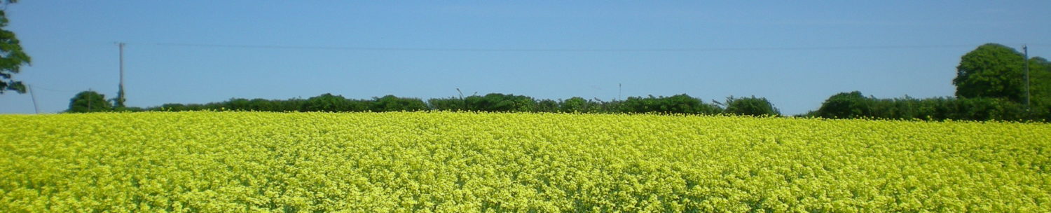 Flower field