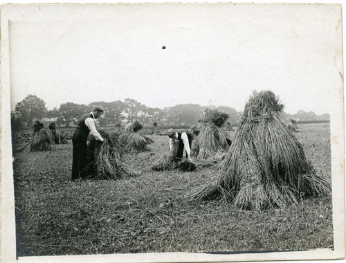 Black and white photograph of students making sheafs