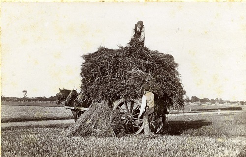 Black and white photograph of student loading a hay wagon