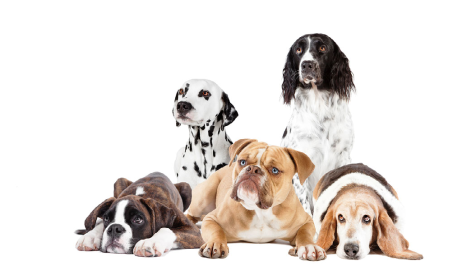 5 Dogs lying down on a white background