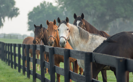 Five horses in a field, facing forward behind a wooden fence