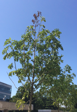 image of ash tree with blue sky