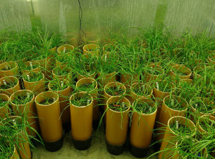 image of many plant pots