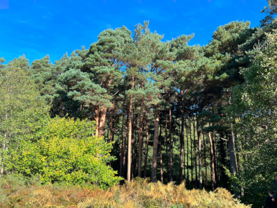 Image of Scots pine tree