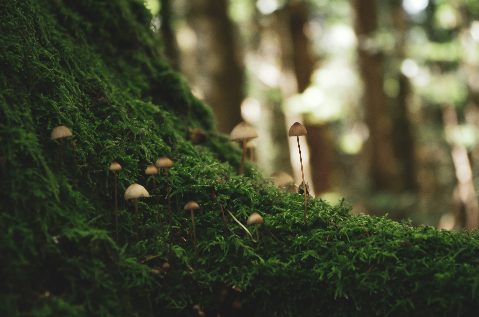 mushrooms growing beside a tree in a forest
