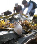 sea shell and students in background