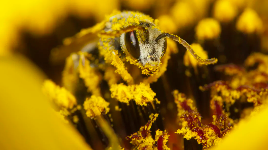 up close image of pollen