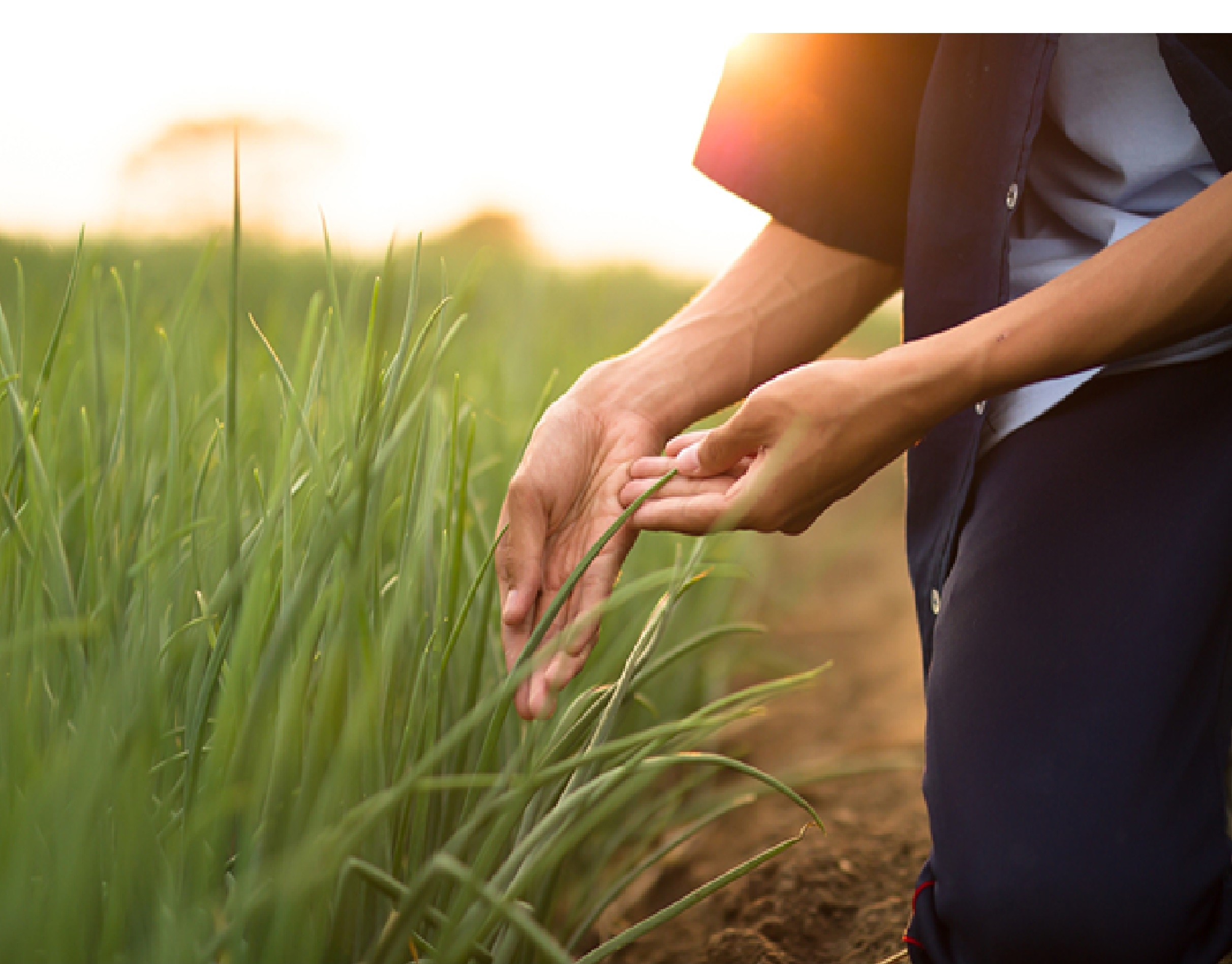 Поможет д. Сельскохозяйственное страхование фото. Agriculture insurance. Farmer's Life сорняк. Sustainable Crop Management.