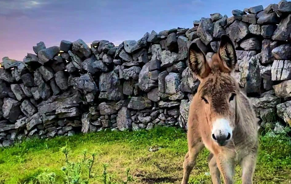 Donkey with a stone dry wall in the background