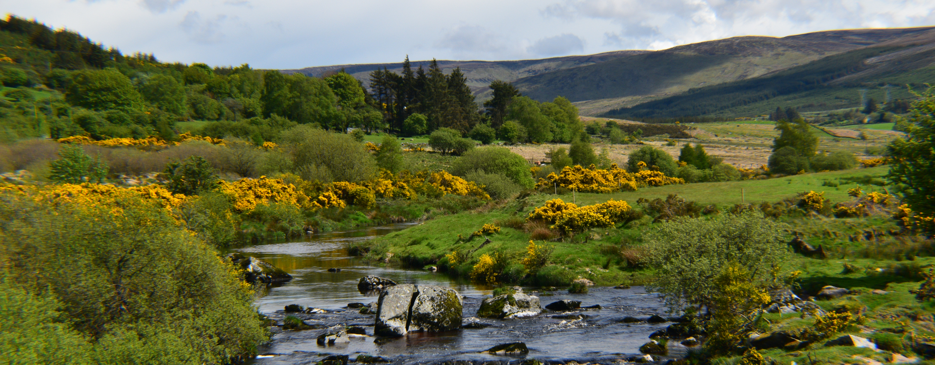 Glendalough with rocks and stream in foreground in addition to tress and yellow flowers in the background
