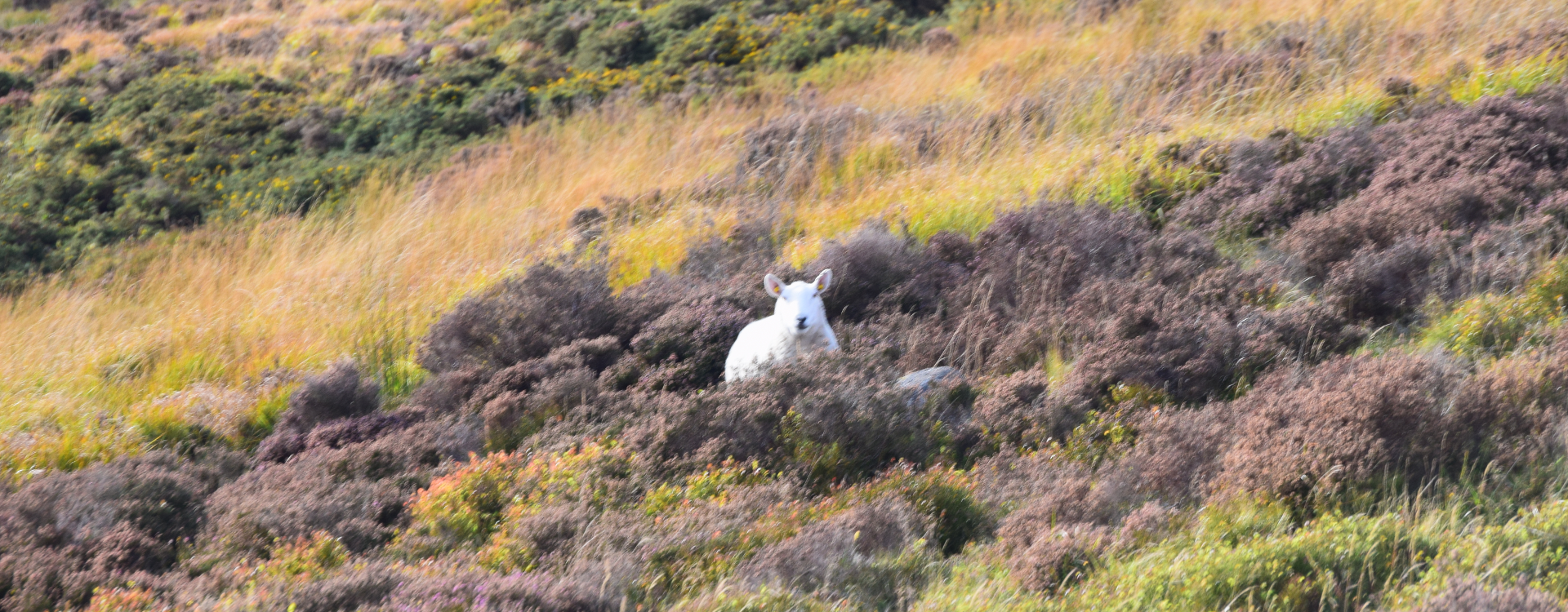 A solitary sheep on the side of the mountain amongst grass