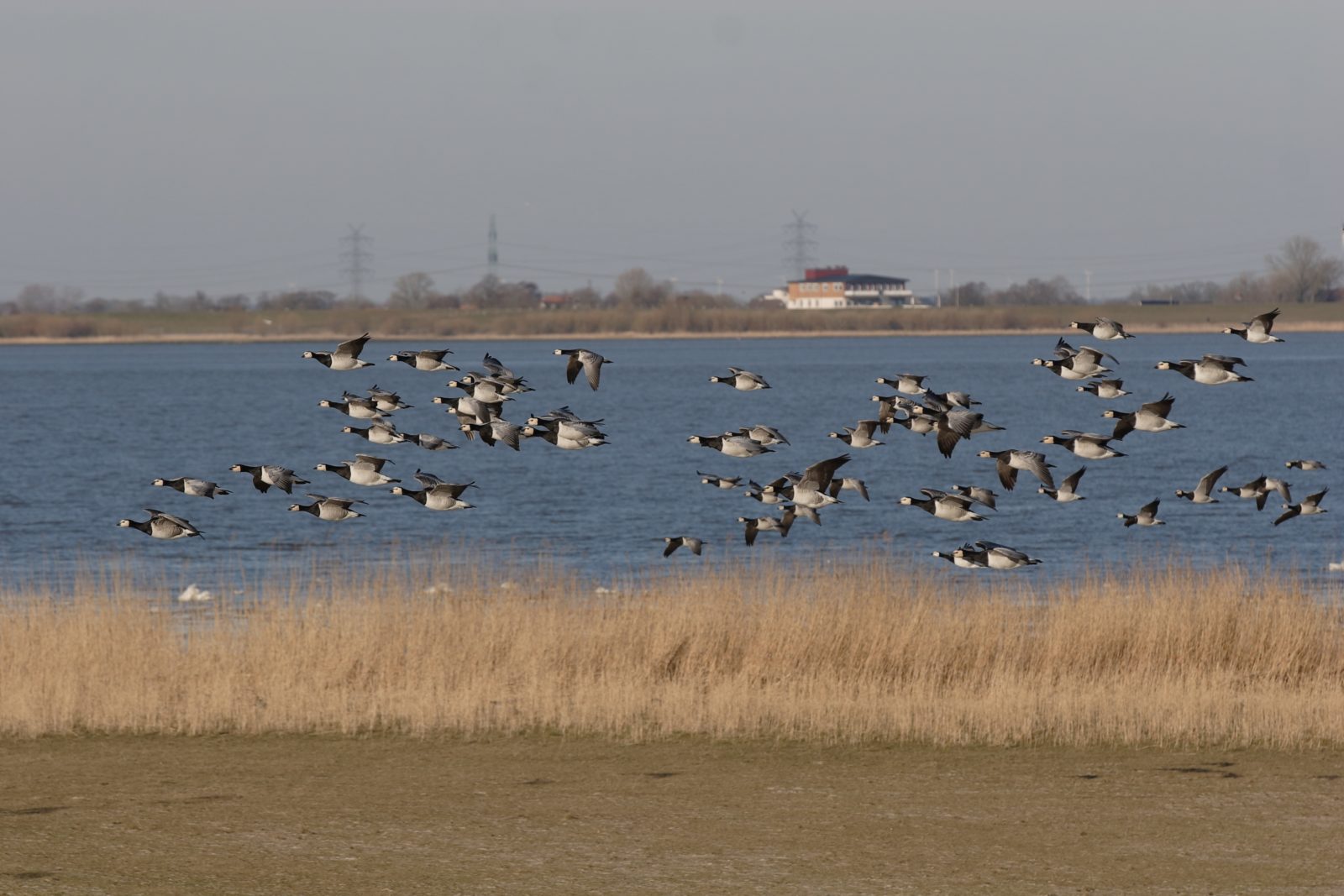 Coastal image from Tideelbe Germany showing geese flying low over a tidal area
