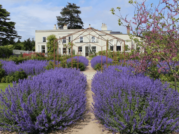 Picture of Airfield Estate with purple flowers in foreground