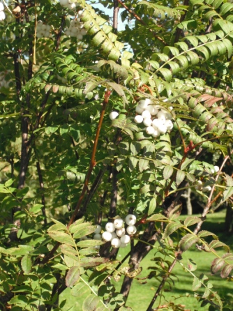 Sorbus cashmiriana  Buy White Berried Kashmir Rowan Trees