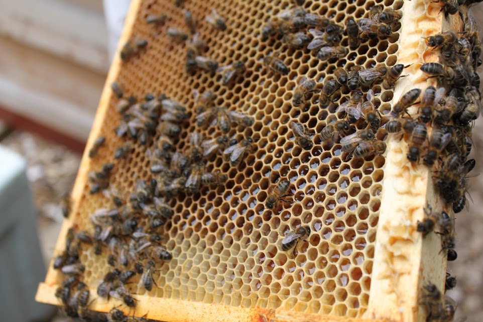 Apiary - UCD Rosemount Environmental Research Station