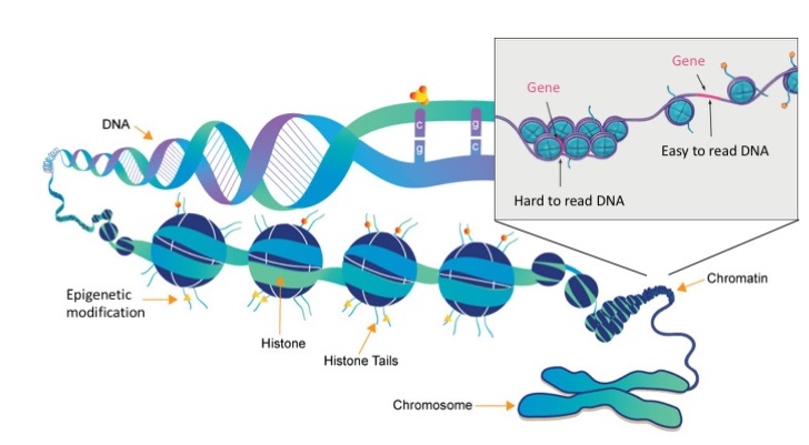 Blog | Systems Biology Ireland