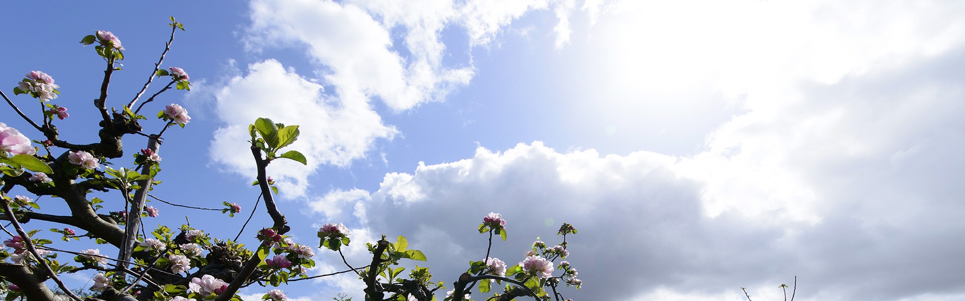 UCD Rosemount orchard with blue skies