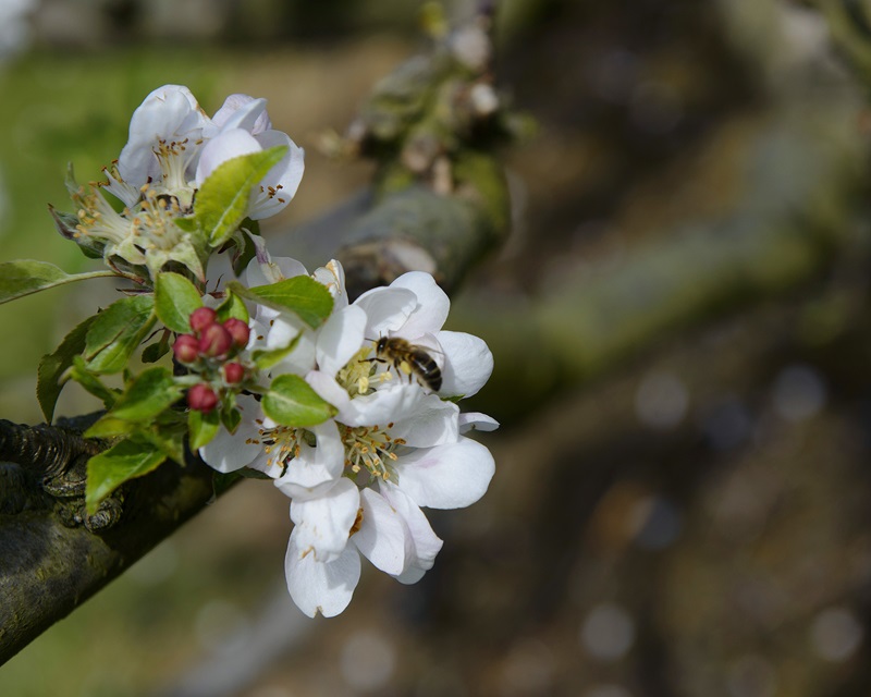 A bee on a white flower at UCD Rosemount Environmental Research Station