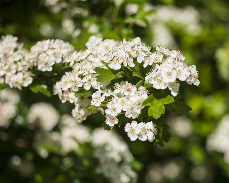 Close up of white flowers on campus from the UCD Biodiversity Walk