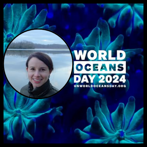 World Oceans Day 2024: protecting Ireland\'s salt marshes