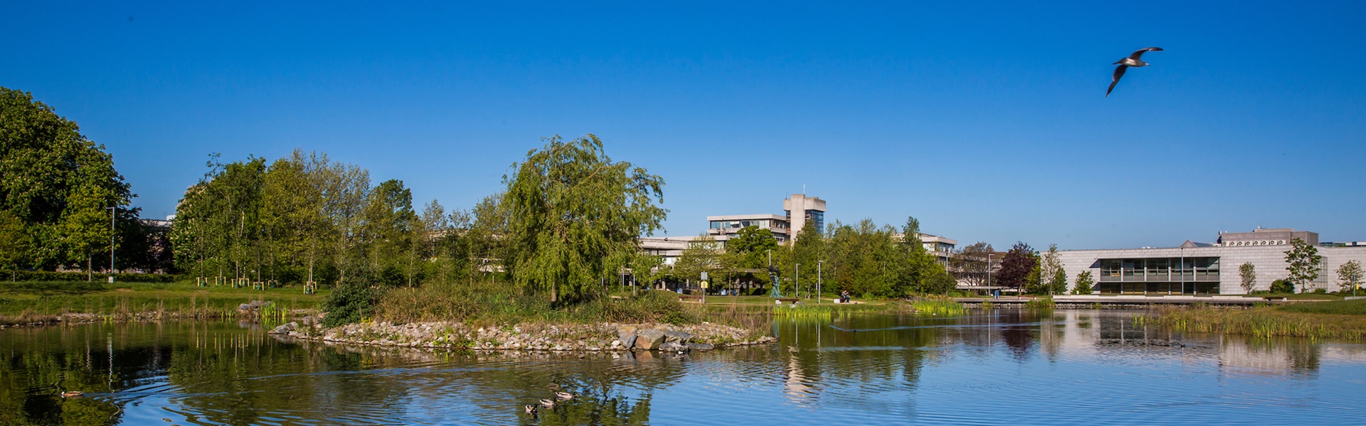 UCD upper lake with island and bird sanctuary in the foreground and buildings and blue sky in the background