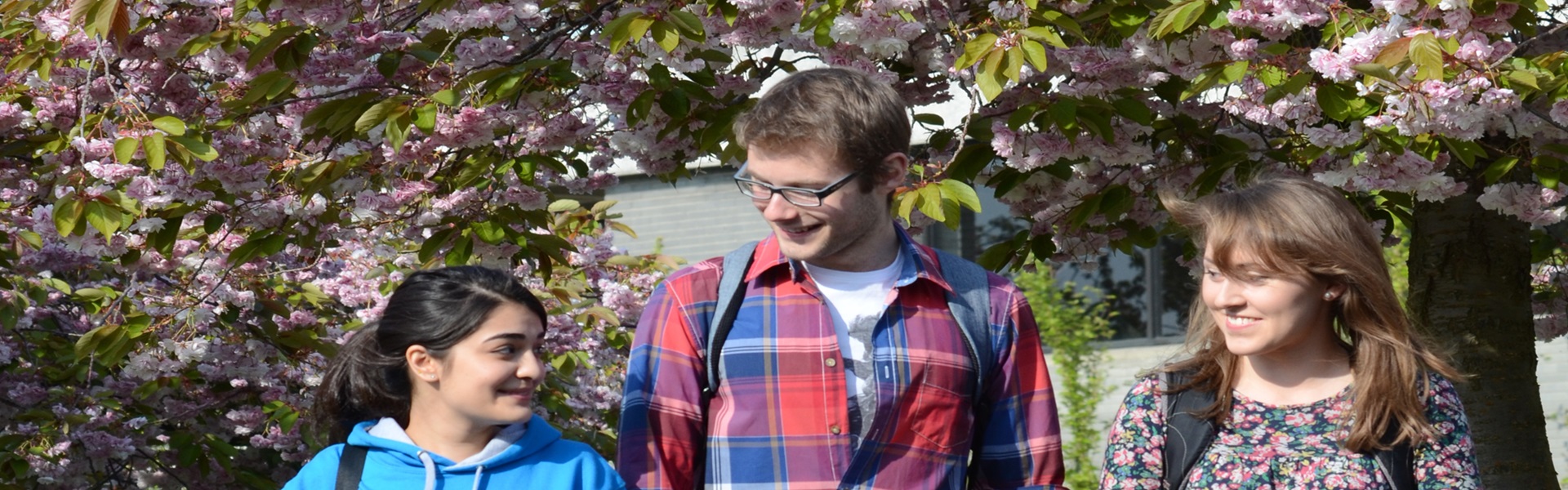 Students walking on the UCD Belfield campus with cherry blossoms