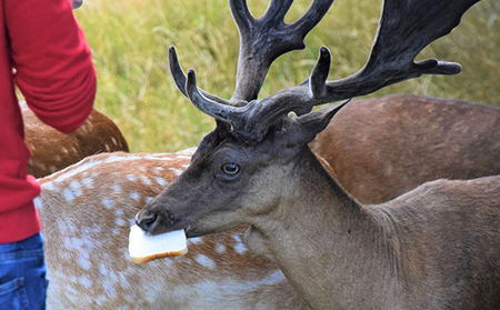 Health issues in Phoenix Park deer caused by public feeding
