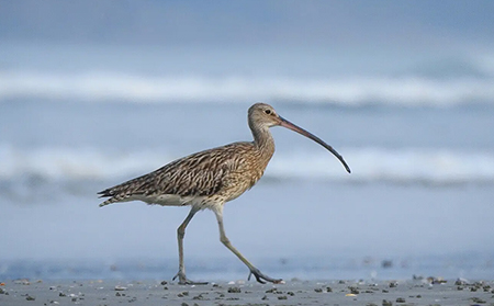 Ground nesting birds declining faster than any other bird species in Europe