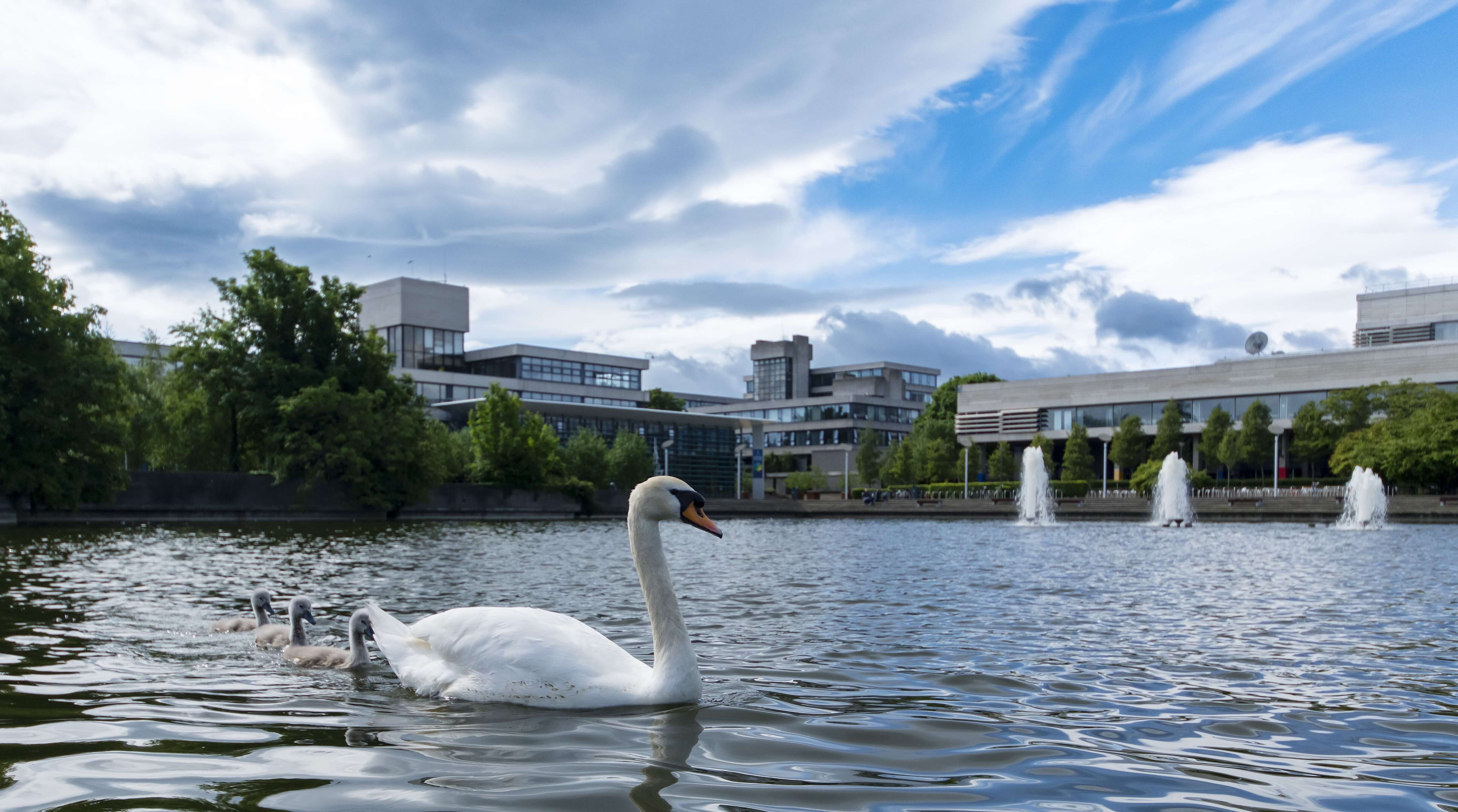 swans, lake, arts building