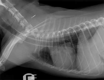 A stent being inserted into a dog's trachea